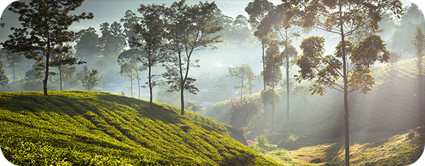 Nuwara Eliya Tea Gardens - Sri Lanka