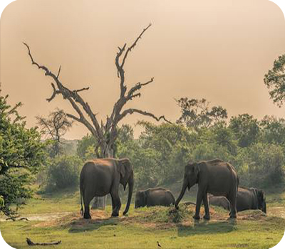 Yala National Park - Sri Lanka
